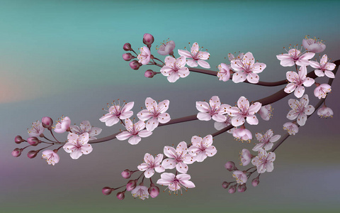 现实樱花日本樱花枝鲜花盛开。自然背景粉红色的樱花绽放支。孤立在白色背景上的模板。矢量文件包括