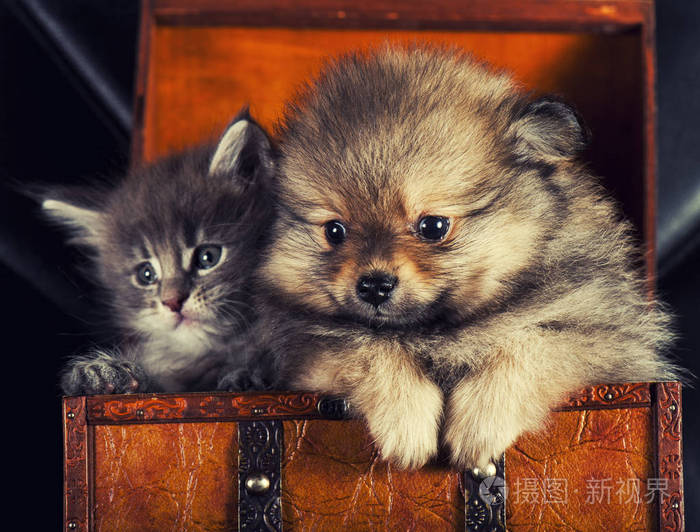 px发票合同问题/可爱小猫小狗查看作者其他作品查看更多>缅因浣熊猫咪