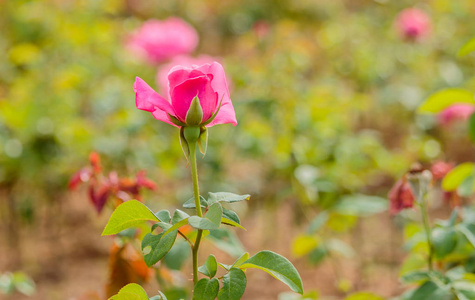 新鲜的玫瑰，在花园里的自然背景