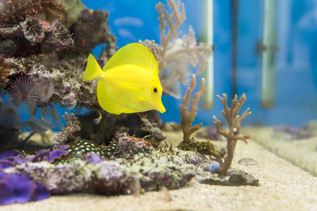 在水族馆中的黄色唐鱼