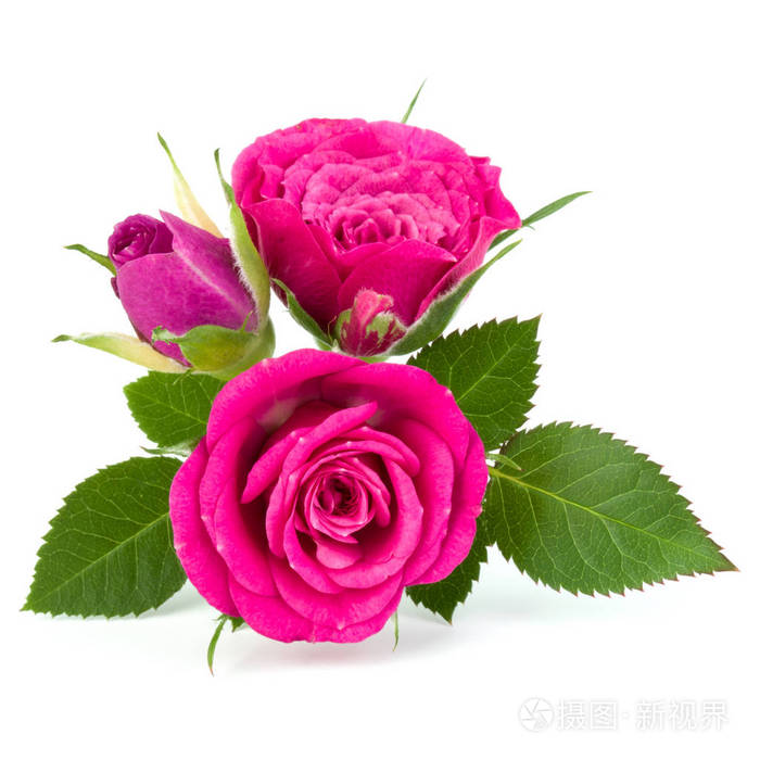 白底粉红月季花