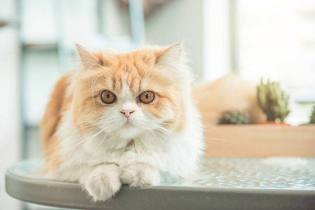 可爱的波斯猫在桌子上照片
