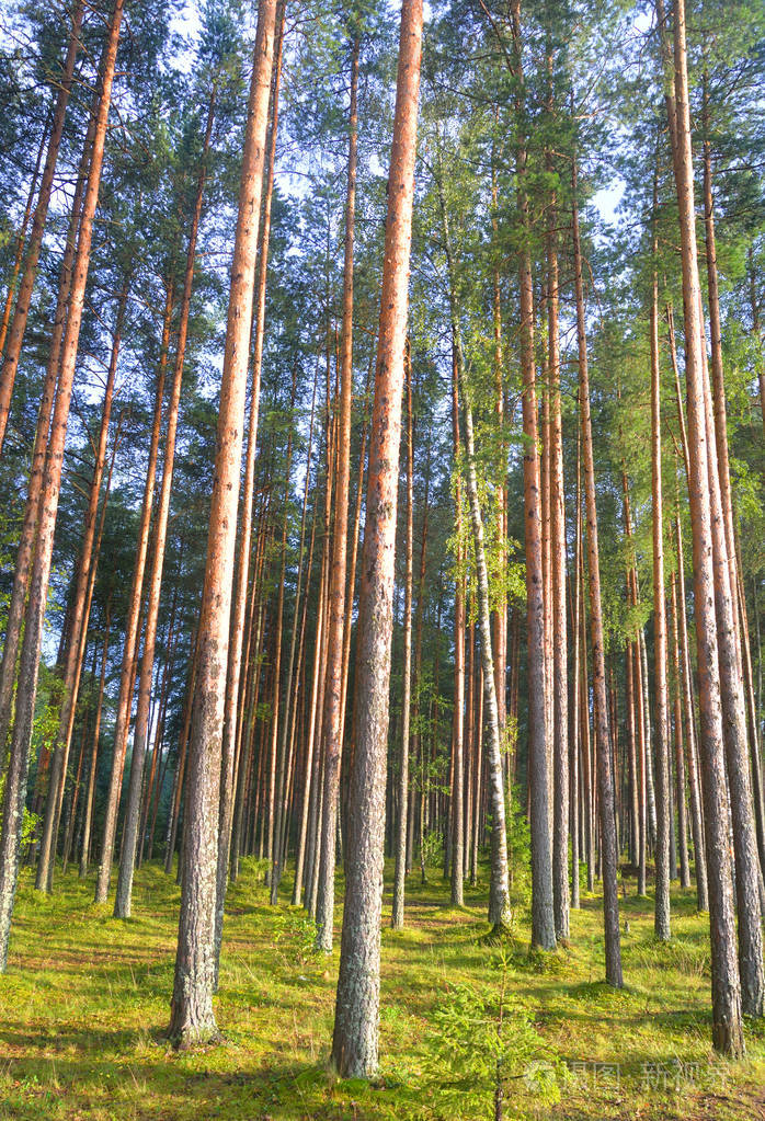在夏天的松树林