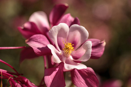 粉红的水花叫科伦宾