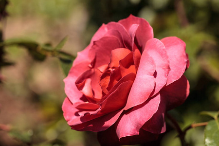 尘土飞扬的红玫瑰被称为热可可绽放