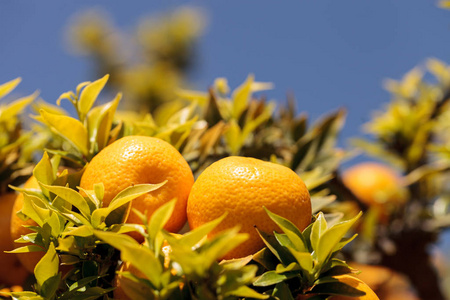 柑橘生长在柑橘树上的集群中