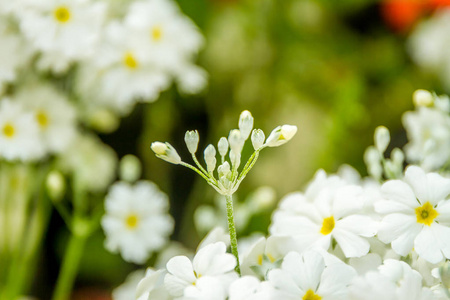 美丽的花园鲜花