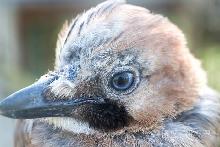 鸟的头部和眼睛的特写
