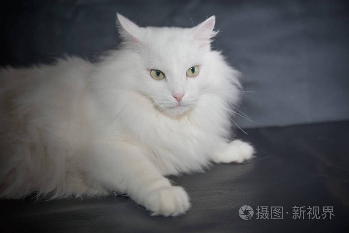 白色的猫品种波斯安哥拉
