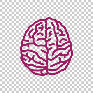 脑解剖学图标
