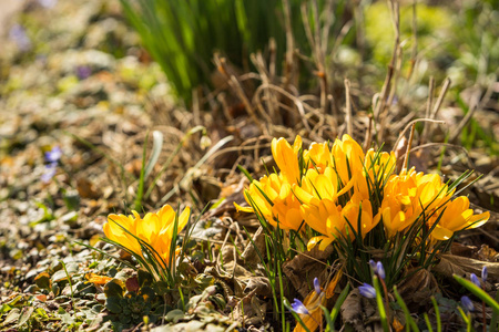 黄番红花在春天图片