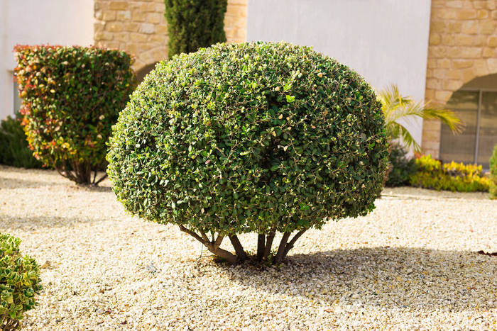 公园种植的绿色灌木修剪的圆形状