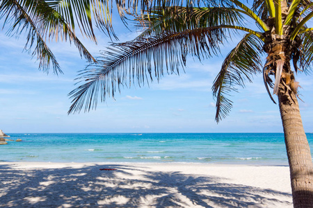 椰子棕榈树在海滩上与长的阴影