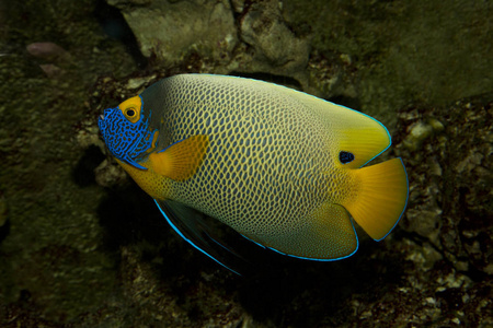 彼时黄面天使鱼(黄棘皮).照片