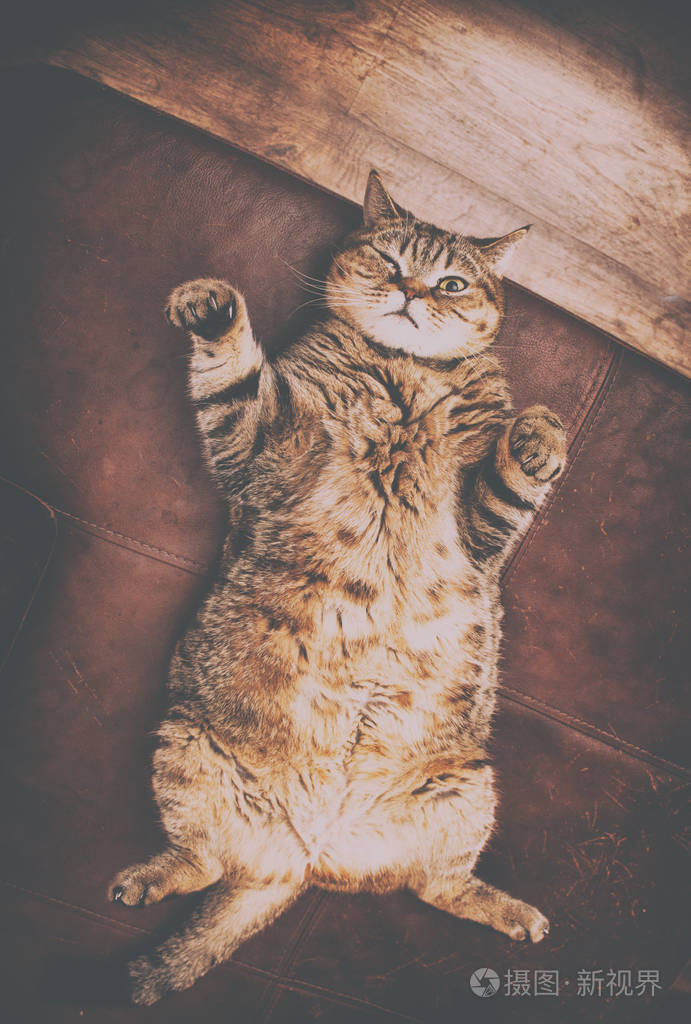 可爱的肥猫