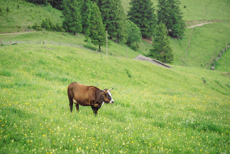 夏季棕色母牛在山上牧场。在一个山谷的新鲜绿色草地上的牛