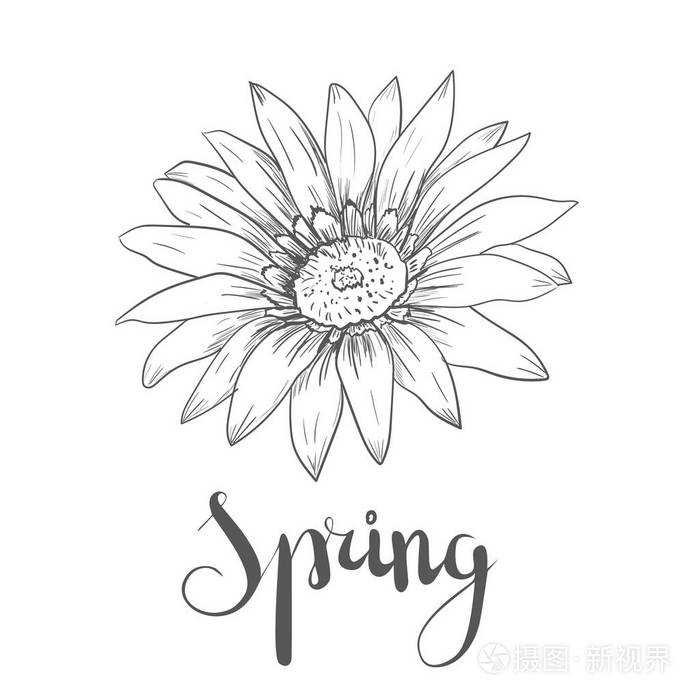 手工绘制的矢量钢笔和墨水插画的非洲菊雏菊花