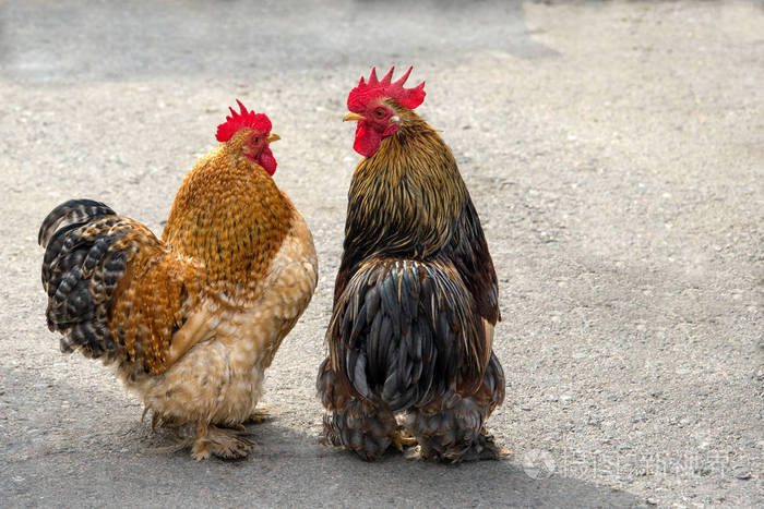 两个美丽的公鸡