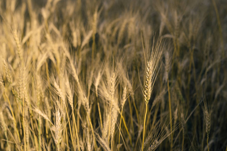 阳光明媚的麦田。宏的麦穗的照片。乡村景观
