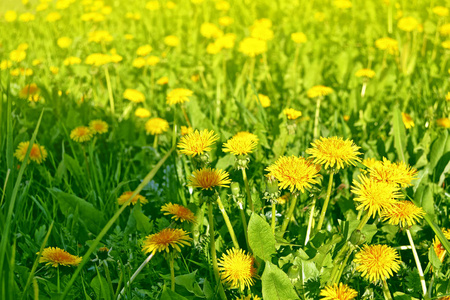 蓬松蒲公英的花，夏天背景局域网