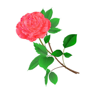 在白色背景老式向量上的粉红色玫瑰花