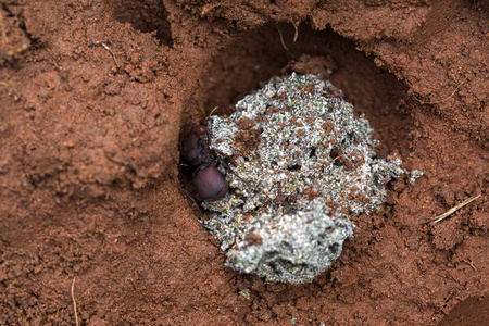 蚁后蚁后虫韦弗蚁后在绿色叶子上孤立的黑蚁后蚁后先生结构在福米卡里