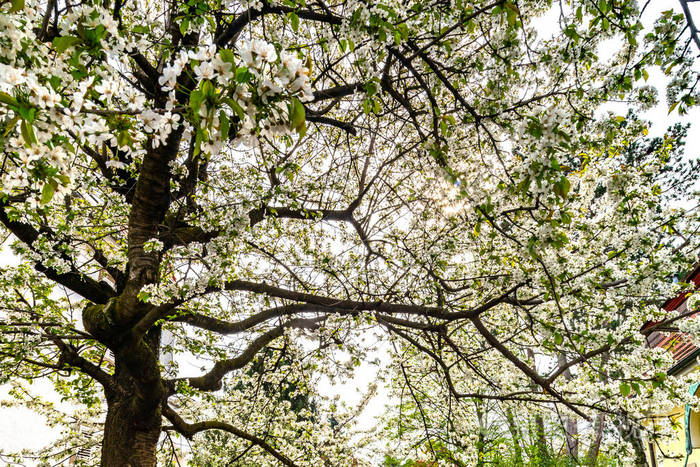 6000*4000px发票合同问题/樱花树美丽开花盛开植物春天查看作者其他