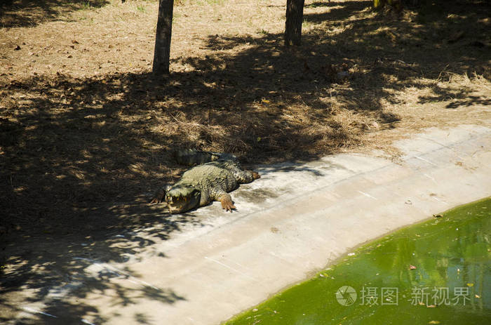 鳄鱼睡觉和休息在公园的布恩 boraphet pu