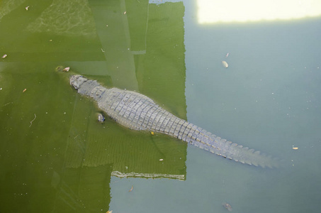 鳄鱼睡觉和休息在公园的布恩 boraphet pu照片