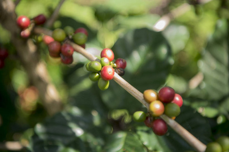 在咖啡种植园的咖啡收获
