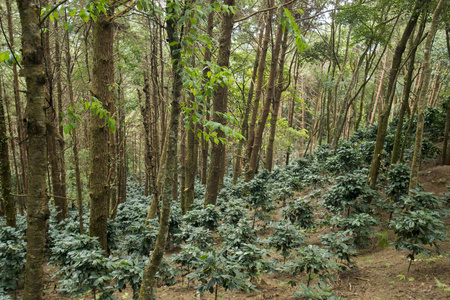 一个咖啡种植园泰国