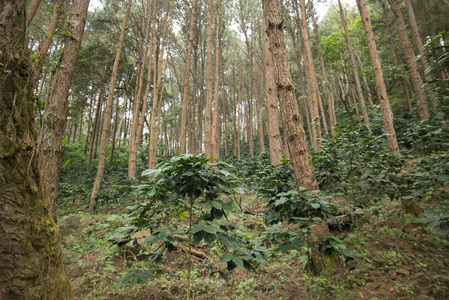 一个咖啡种植园泰国