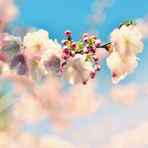 美丽的花树。 晴天有太阳的自然景象。 春天的花。 春季抽象模糊背景。