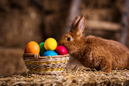 有趣的小兔子之间天鹅绒草 复活节彩蛋 复活节兔子关门双 可爱的兔子小兔子养宠物与长长的耳朵和蓬松毛皮外套坐在自然干草兔的复
