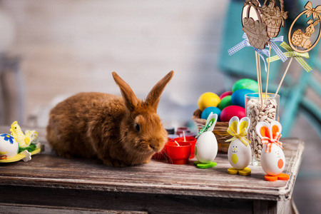 rabbits 与复活节彩蛋小兔, 有趣的小兔子之间复活节彩蛋照片