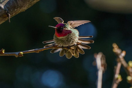 绿色蜂鸟鸟在枝头 blury 背景