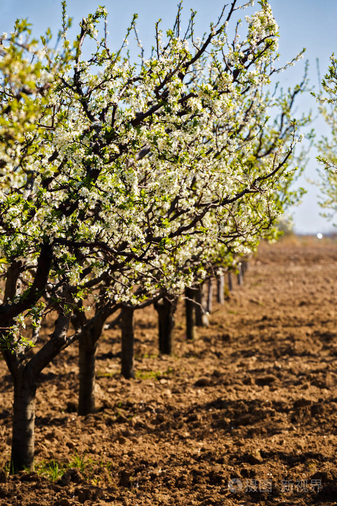 景观与一个美丽的果园的梅树绽放, 春天