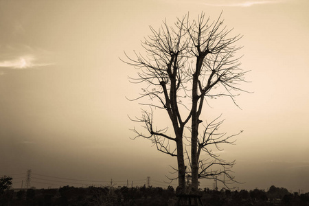 日落时, 树在傍晚的天空中死去