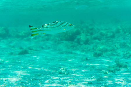 水下拍摄热带深海中的鱼