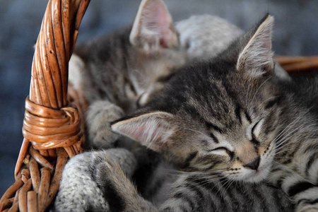 两只小猫睡在一个柳条篮子