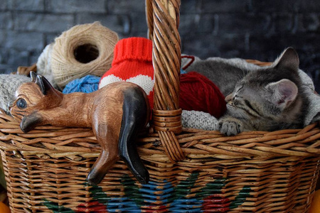 猫和动物在篮子里木图图片