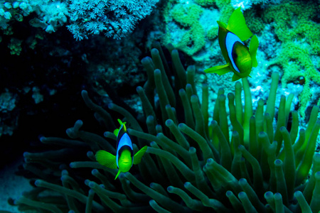 一双黄色的小丑鱼和海葵的水下珊瑚花园
