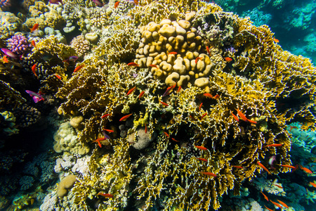 各种软 硬珊瑚形状 海绵和分支在深蓝色的海洋。黄色 别针 绿色 紫色和棕色多样性的生活干净完好珊瑚