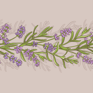 薰衣草卡通图片