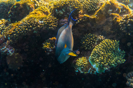 热带海洋的生活。珊瑚礁充满了鱼漂浮在水面下。阳光光线透过涟漪