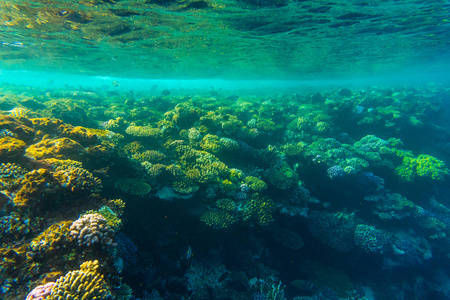 水的性质，与没有珊瑚和鱼类下大海。海植物区系和动物区系
