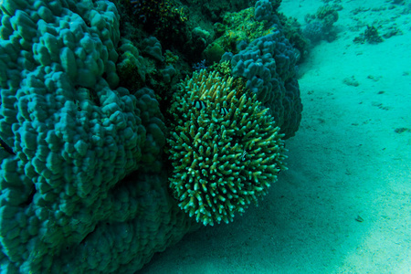 在沙姆沙伊宾的珊瑚没有黄貂鱼