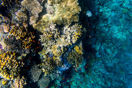 各种软 硬珊瑚形状 海绵和分支在深蓝色的海洋。黄色 别针 绿色 紫色和棕色多样性的生活干净完好珊瑚
