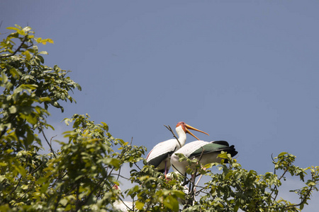 黄嘴的鹳栖息，湖曼雅拉国家公园湛山