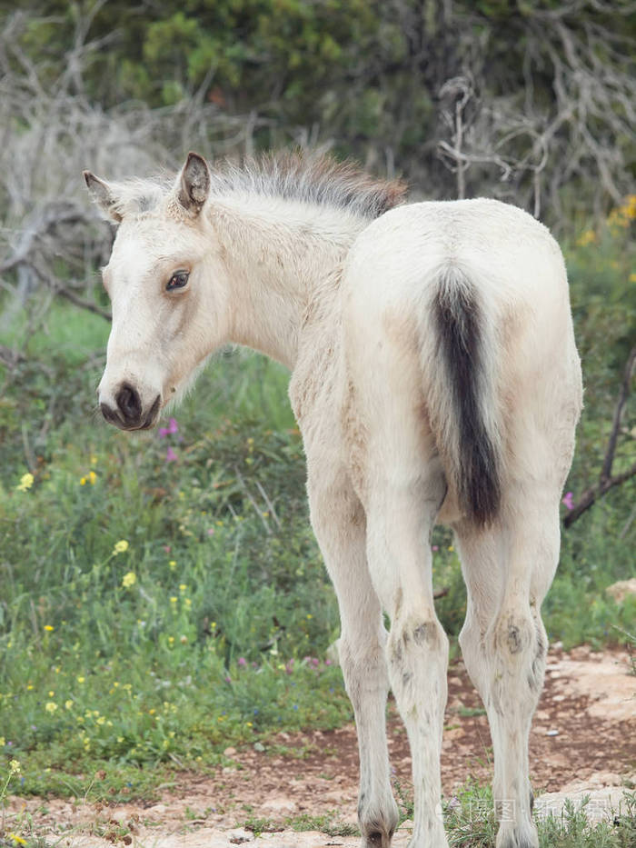 半野生奶油色的小马驹.以色列照片-正版商用图片0y2p7u-摄图新视界